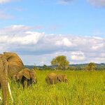 Best Tourist Attractions In Tanzania