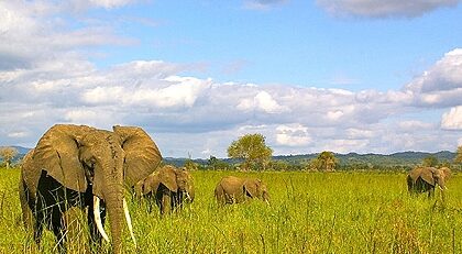 Best Tourist Attractions In Tanzania