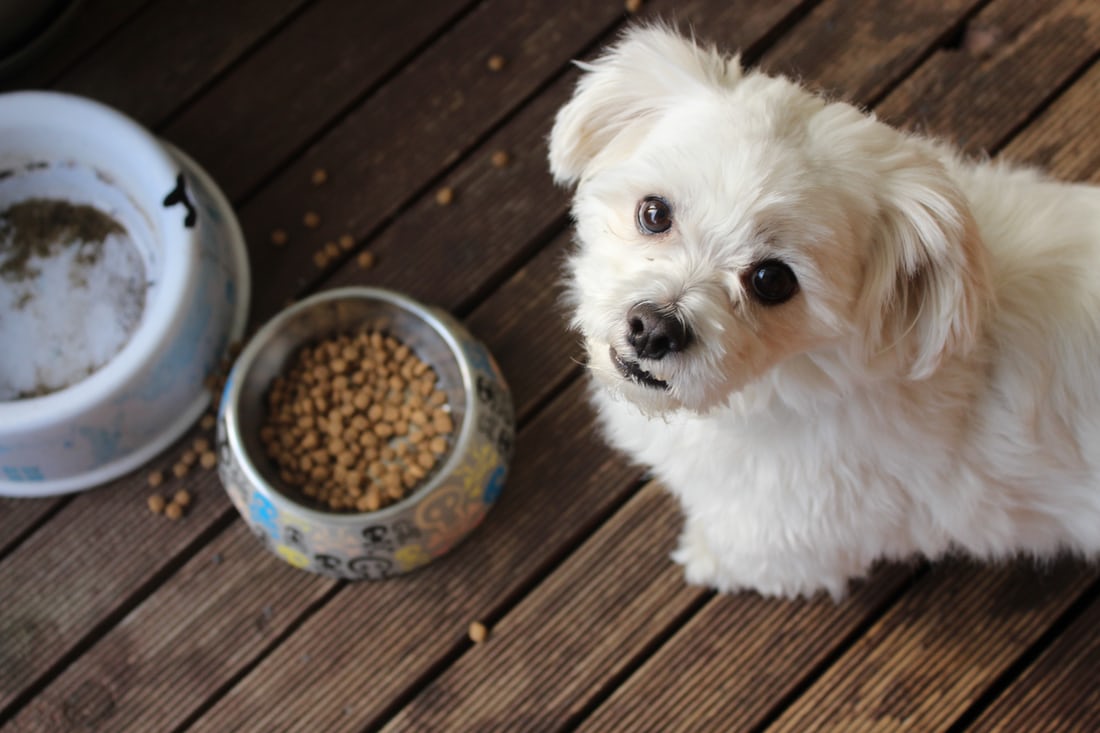 What Brand of Dog Food is best, Should You Buy?