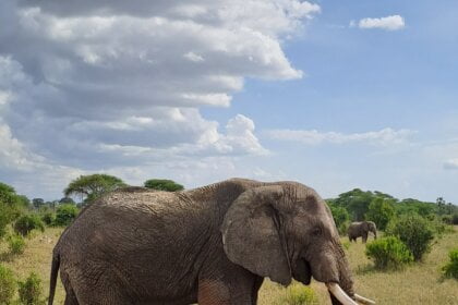 Which is the best safari park in Tanzania