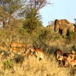 Safari Packing List Tanzania