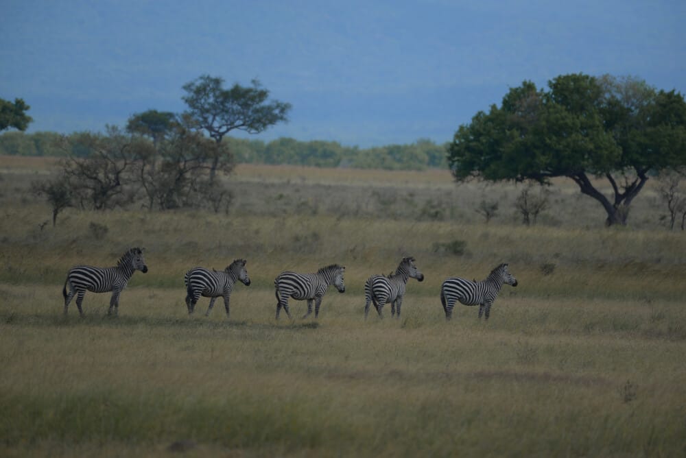 8 Best Places to Visit in Tanzania for African Safaris